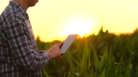 Der-Landwirt-Der-Zukunft-Nutzt-Einen-Tablet-Computer,-Um-Maisplantagen-Zu-Verwalten,-Die-Pflanzenqualität-Zu-überwachen-Und-Den-Boden-Zu-Analysieren,-Um-Pflanzen-Zu-Gießen-Und-Zu-Düngen,-Die-Bei-Sonnenuntergang-Auf-Dem-Feld-Stehen.